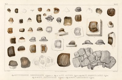 Table 25b of Volume 3 showing Tooth of Different Species of the Genus Ptychodus by Louis Agassiz